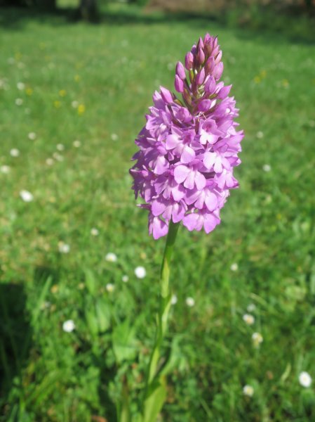 tresors de mon jardin. orchide orchis pyramidale .dominique monchaux